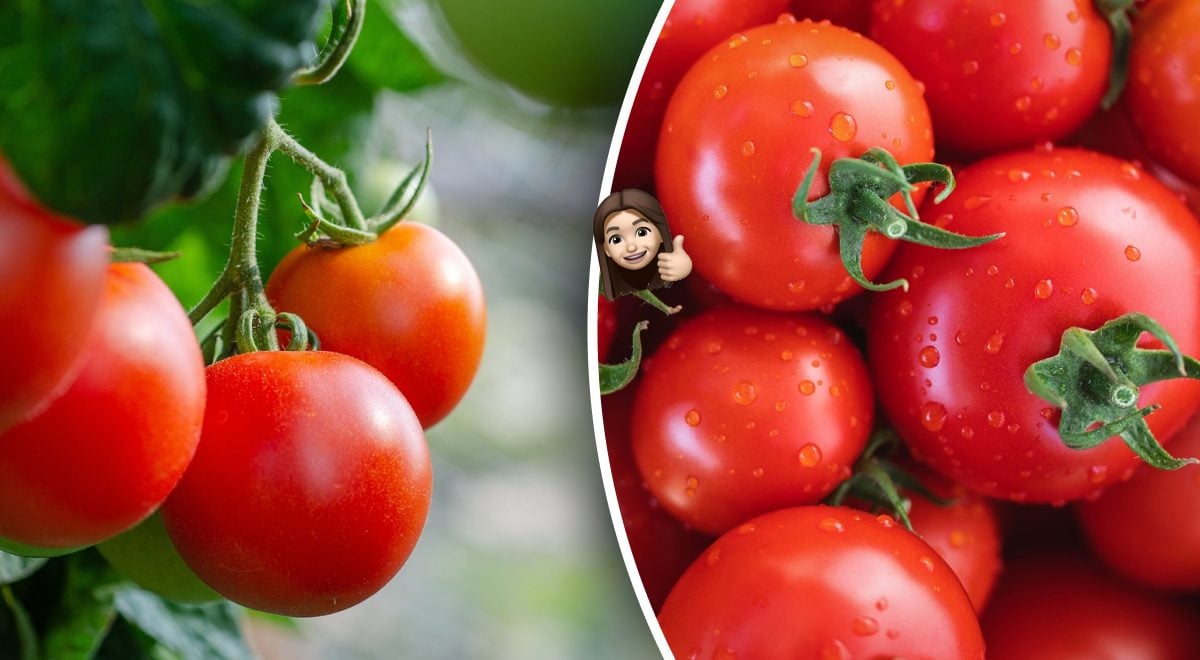 Koje su koristi od rajčica?